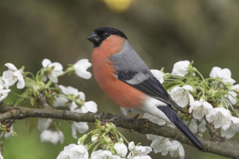 A male eurasian bullfinch (Pyrrhula pyrrhula) resting on a branch with white flowers,