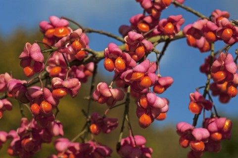 Blossoms of the european spindle (Euonymus europaeus), also known as the common monkshood, Middle