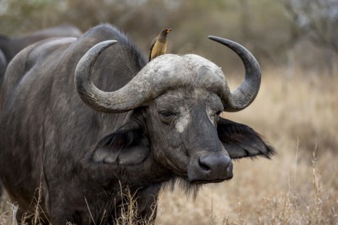 African buffalo (Syncerus caffer caffer) with yellowbill oxpecker (Buphagus africanus), in dry