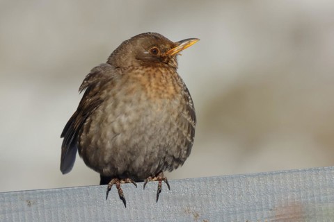 Blackbird (Turdus merula) female, sitting fluffed up up on a garden fence in winter, Wilnsdorf,