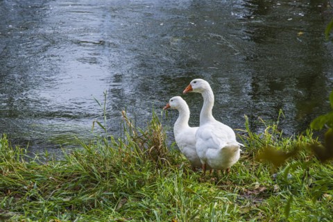 Pair of geese at the edge of a body of water, on the banks of the Danube near Berg, Ehingen,
