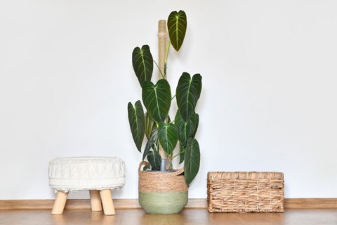Large exotic 'Philodendron Melanochrysum' houseplant with long velvet leaves in basket flower pot