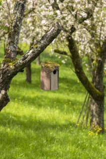 Nesting box for songbirds, meadow orchard, flowering apple trees, Baden, Wuerttemberg, Germany,
