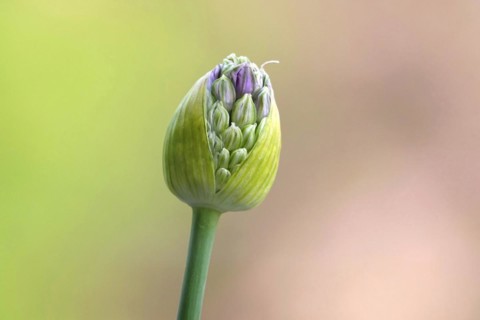 Ornamental leek (Alium), spring, Germany, Europe