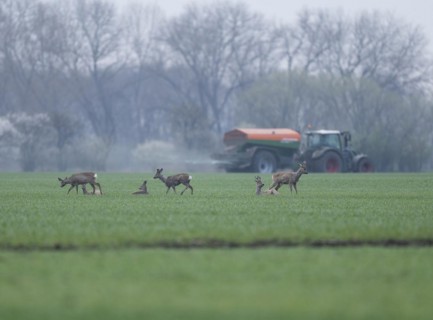 European roe deers (Capreolus capreolus) with winter fur standing and lying on a grain field,