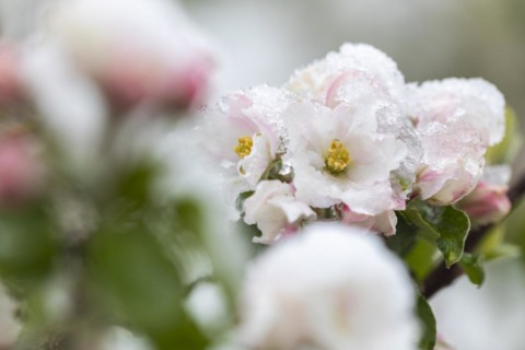 Apple blossom with snow, apple tree (Malus), pome fruit tree (Pyrinae), meadow orchard, spring,