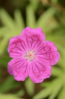 Bloody cranesbill (Geranium sanguineum), flower, ornamental plant, North Rhine-Westphalia, Germany,