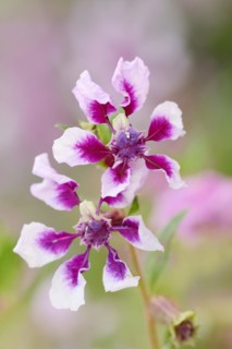 Quiverflower 'Vienco Lavender' (Cuphea llavea), flowers, ornamental plant, North Rhine-Westphalia,