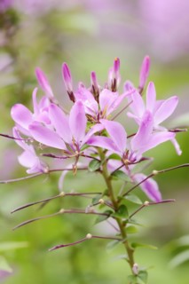 Spider flower or spider plant (Cleome spinosa, Tarenaya hassleriana), flowers, ornamental plant,