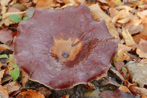 Chestnut-brown stem porling or black-red porling (Picipes badius, Polyporus badius), autumn, North