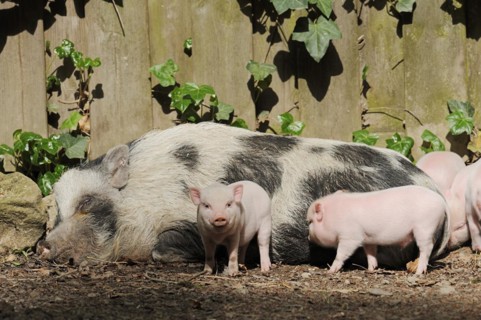 Goettingen minipig (Sus scrofa f. domestica), sow and piglet, North Rhine-Westphalia, Germany,