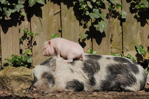 Goettingen minipig (Sus scrofa f. domestica), sow and piglet, North Rhine-Westphalia, Germany,