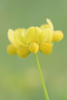Bird's-foot trefoil (Lotus corniculatus), flowers with dewdrops, North Rhine-Westphalia, Germany,