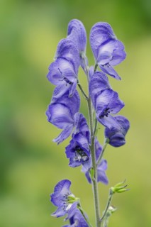 Monkshood (Aconitum napellus), flowers, ornamental plant, North Rhine-Westphalia, Germany, Europe