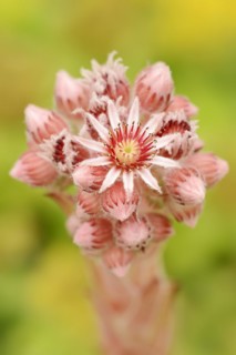 Roof houseleek (Sempervivum tectorum, Sedum tectorum), flower, North Rhine-Westphalia, Germany,