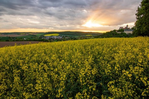 Landscape at sunrise. Beautiful morning landscape with fresh yellow rape fields in spring. Small