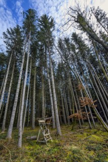Spruce forest, pole forest with raised hide, hunter's hide, Kemptner Wald, Allgaeu, Swabia,