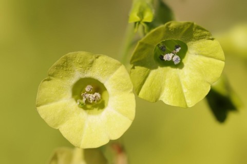 Ornamental tobacco or Brazilian tobacco (Nicotiana langsdorfii), flowers, native to Brazil,