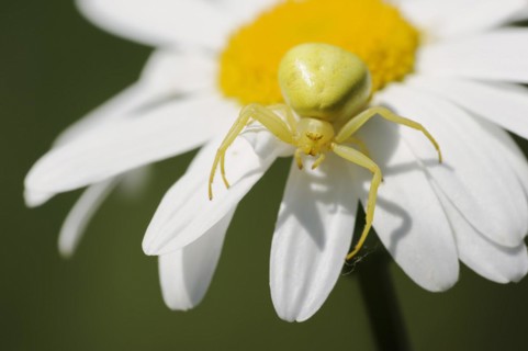 Goldenrod crab spider (Misumena vatia), female on the flower of a daisy (Leucanthemum vulgare,