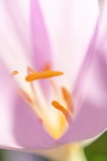 Detail of the stamen in an meadow saffron (Colchicum autumnale) . Alsace, East, France, Europe