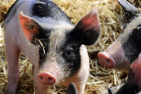 Hallisches Schwein, Schwaebisch-Haellisches Landschwein (Sus scrofa domestica), young animal,