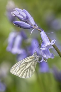 Green-veined white (Pieris napi) on bluebells (Hyacinthoides non-scripta), Emsland, Lower Saxony,