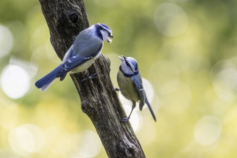 Blue tits (Parus caerulea), partner feeding, Emsland, Lower Saxony, Germany, Europe