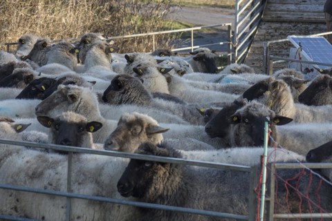 Black-headed domestic sheep (Ovis gmelini aries) in a pen, Mecklenburg-Western Pomerania, Germany,