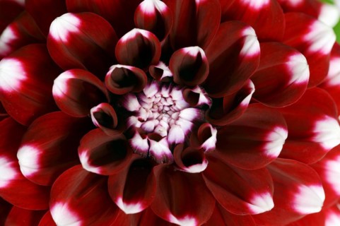 Dahlia 'Checkers' (Dahlia Hybride), detail of flower, ornamental plant, North Rhine-Westphalia,