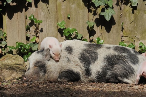 Goettingen minipig (Sus scrofa f. domestica), sow and piglet, North Rhine-Westphalia, Germany,