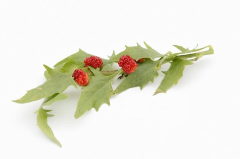 Strawberry spinach (Chenopodium foliosum, Blitum virgatum), leaves and fruits on a white