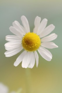 Chamomile (Matricaria recutita, Matricaria chamomilla), flower, medicinal plant, North