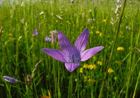 Meadow bellflower, Campanula patula, Upper Danube nature park Park, Tuttlingen district,