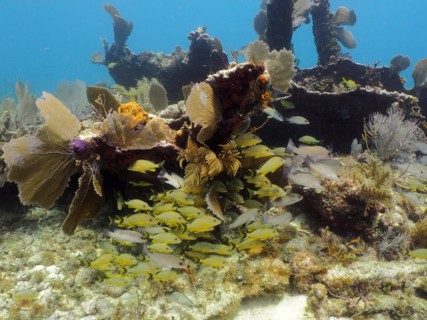 School of fish and common sea fan (Gorgonia ventalina) on the wreck of the Benwood. Dive site John