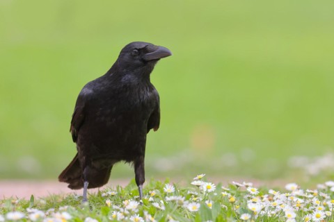 Raven crow (Corvus corone corone), in daisy meadow, lawn, Rosensteinpark Stuttgart,