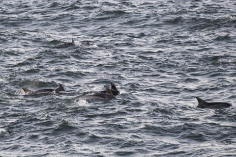 Dolphins, Bottlenose dolphins, Bay, Port Elizabeth, South Africa, Africa