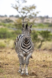 Plains zebra (Equus quagga) with several yellow-billed oxpecker (Buphagus africanus), African