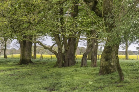 English oaks (Quercus robur) and alders (Alnus glutinosa) in a meadow, Emsland, Lower Saxony,