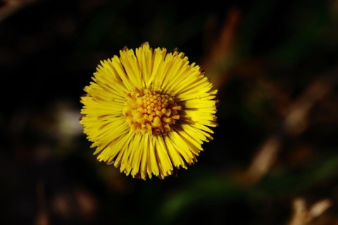 Coltsfoot (Tussilago farfara), close-up of a flower, Wilnsdorf, North Rhine-Westphalia, Germany,