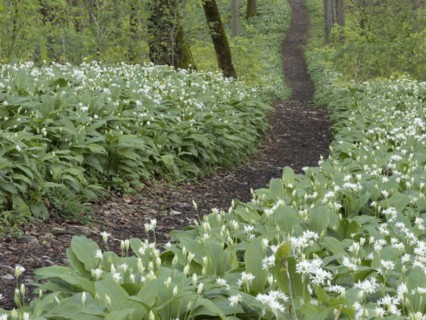 Hiking trail through the ramson (Allium ursinum) in spring through the beech forest, Teutoburg