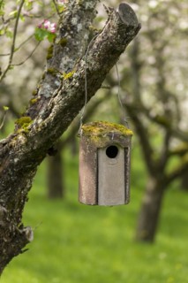 Nesting box for songbirds, meadow orchard, flowering apple trees, Baden, Wuerttemberg, Germany,