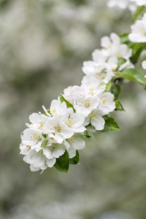Branch of a blossoming apple tree, meadow orchard, Baden, Wuerttemberg, Germany, Europe
