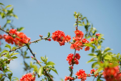 Branch with bright red flowers, spring mood, japanese quince (Chaenomeles speciosa) (syn.:
