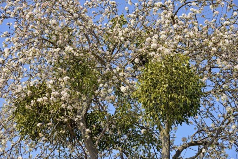 Fruit tree, apple tree (Malus domestica), tree crown with blossoms and mistletoes (Viscum L.), blue