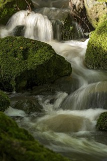 Mountain stream in the forest with mossy basalt rocks, blocks of basalt in the stream bed, Tertiary
