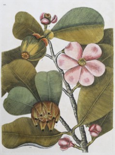 Balsam tree (Commiphora opobalsamum, Amyris opobalsamum) hand-coloured copperplate engraving by