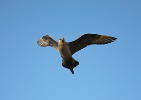 Arctic skua (Stercorarius parasiticus) flying in the blue sky, Lapland, Northern Norway,