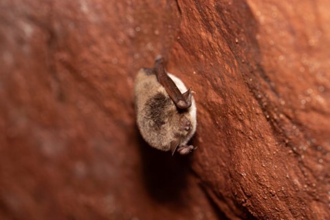 Daubenton's bat (Myotis daubentonii), hibernating in a cave, North Rhine-Westphalia, Germany,
