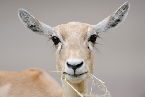 Blackbuck (Antilope cervicapra), female, portrait, captive, occurrence in South Asia