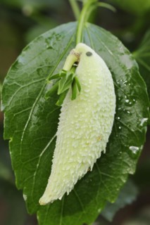 Common milkweed (Asclepias syriaca), fruit as decorative parrot, ornamental plant, native to North